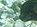 Greece: Mitigating the conflicts between fishermen and monk seals Greece: Mitigating the conflicts between fishermen and monk seals