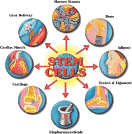 Stem Cells
